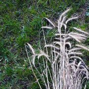 Як нарыхтаваць саломку на «павукоў»