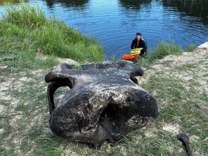 у Беларусі знайшлі маманта