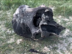 у Беларусі знайшлі маманта