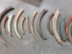 у Беларусі знайшлі маманта