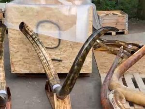 у Беларусі знайшлі маманта