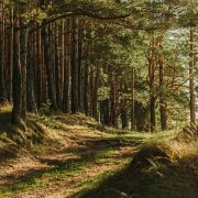 Санкцыі, пажары, маштабны продаж. Як пачуваецца беларускі лес і як яго захаваць