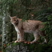 Дваццаць фактаў па геаграфіі Беларусі, якія мусіць ведаць кожны