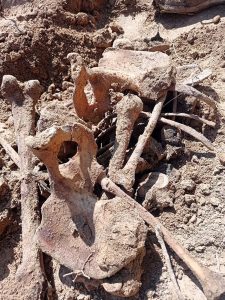 парэшткі ў Дзяржынску, шкілеты ў дзяржынску