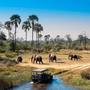 Пяць найлепшых дакументалак пра прыроду