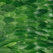 Тры незвычайныя расліны для вашага падаконніка